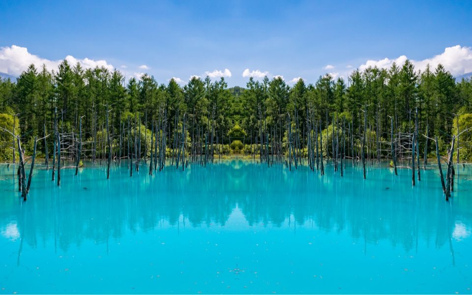 北海道　白金青い池